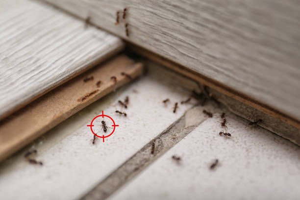 Best Spider Control Near Me  in International Falls, MN