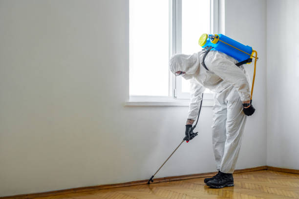 Best Local Pest Control Services  in International Falls, MN