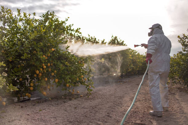 Best Emergency Pest Control  in International Falls, MN
