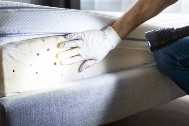 Best Mosquito Control Services  in International Falls, MN